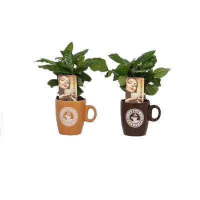 Кофе Арабика 09/25 декор фото в интернет-магазине Флоранж Кофе Арабика 09/25 декор фото в интернет-магазине Флоранж