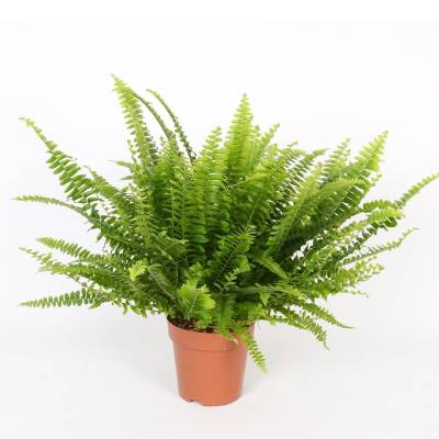 Нефролепис 12/30 Акция фото в интернет-магазине Флоранж