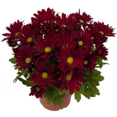 Хризантема кустовая Маргарита Ред 13/30 фото в интернет-магазине Флоранж
