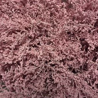 солидаго крашенный Лайт Пинк фото вживую в руках, состав, цветовая гамма 