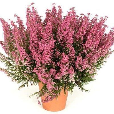 Эрика Грасилис Ред 11/20 фото в интернет-магазине Флоранж