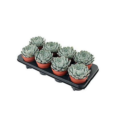 Эхеверия Гранд Кинза 10/15 фото в интернет-магазине Флоранж