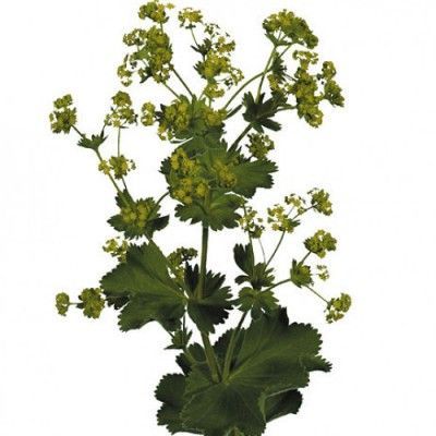 алхемилла Робуста фото в интернет-магазине Флоранж