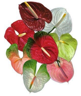 Антуриум Микс 09/30 фото в интернет-магазине Флоранж