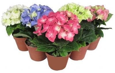 Гидрангия Макрофила Микс 10/25 фото в интернет-магазине Флоранж