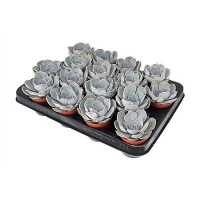 Эхеверия Лилацина 12/15 фото в интернет-магазине Флоранж