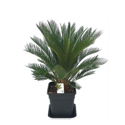 Цикас Революта 25/80 фото в интернет-магазине Флоранж