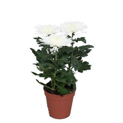 Хризантема Анастасия Вайт 12/30 фото в интернет-магазине Флоранж