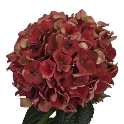 _гидрангия меджикал шоколад фото в интернет-магазине Флоранж