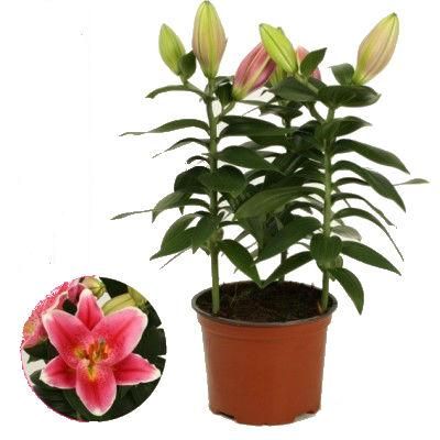 Лилия Ориент Робин 13/45 фото в интернет-магазине Флоранж