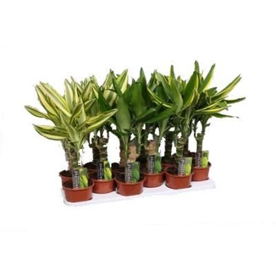 Драцена Коаст микс 11/45 фото в интернет-магазине Флоранж