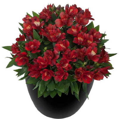 Альстромерия Микс 19/40 фото в интернет-магазине Флоранж