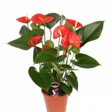 Антуриум андр. Ред 17/60 фото в интернет-магазине Флоранж Антуриум андр. Ред 17/60 фото в интернет-магазине Флоранж