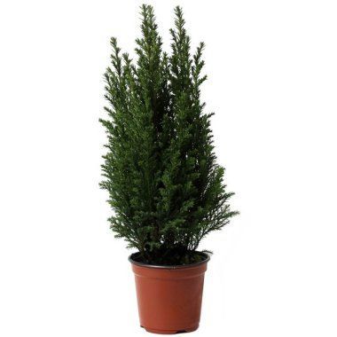 Кипарисовик Элвуди 11/40 фото в интернет-магазине Флоранж