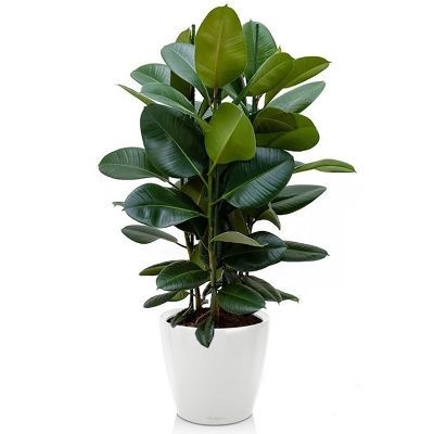 Фикус Робуста 24/90 3ств. фото в интернет-магазине Флоранж