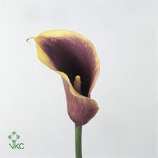 калла Айвори Арт; Голландия фото в интернет-магазине Флоранж