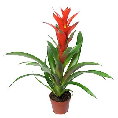 Гузмания Остара 13/60 фото в интернет-магазине Флоранж