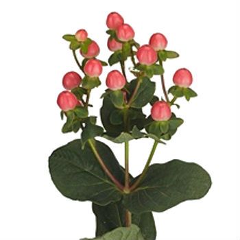 гиперикум Свит Романс