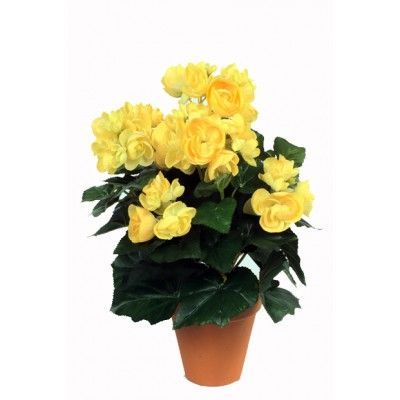 Бегония Надин 14/30 фото в интернет-магазине Флоранж