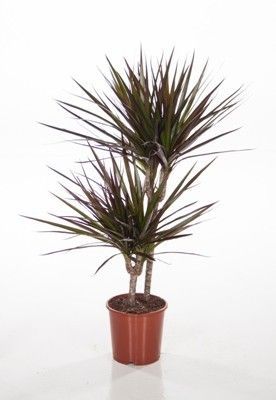 Драцена марджината Магента 17/70 2ств. (30/10) фото в интернет-магазине Флоранж Драцена марджината Магента 17/70 2ств. (30/10) фото в интернет-магазине Флоранж