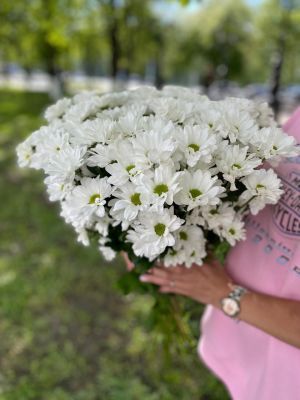 Хризантема кустовая белая Кеннеди фото вживую в руках, состав, цветовая гамма 