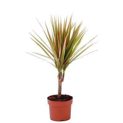 Драцена марджината Биколор 11/40 фото в интернет-магазине Флоранж