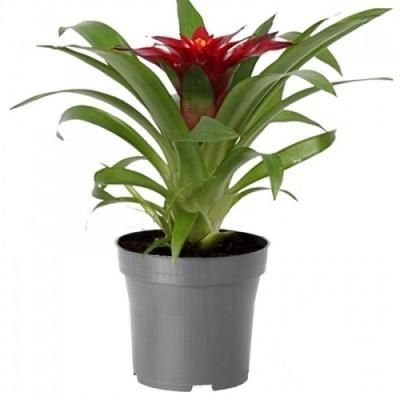 Гузмания Техно 09/25 фото в интернет-магазине Флоранж Гузмания Техно 09/25 фото в интернет-магазине Флоранж