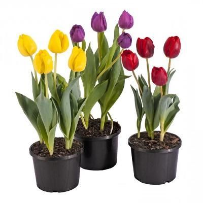 Тюльпан Микс 09/15 фото в интернет-магазине Флоранж Тюльпан Микс 09/15 фото в интернет-магазине Флоранж