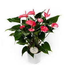 Антуриум андр. Пинк Чемпион 17/60