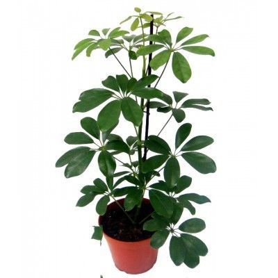 Шефлера Нора 13/45 фото в интернет-магазине Флоранж