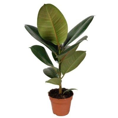 Фикус Робуста 21/60