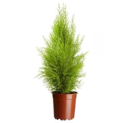 Купрессус Голкрест Вилма 14/60 фото в интернет-магазине Флоранж