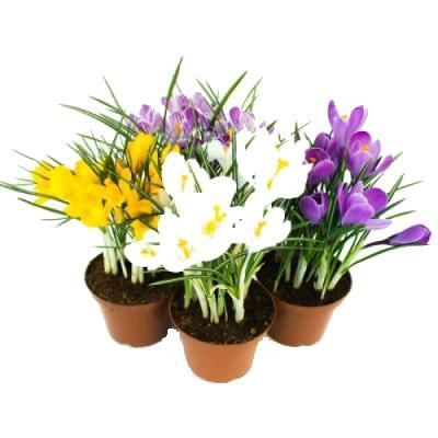 Крокус Микс 09/15 фото в интернет-магазине Флоранж
