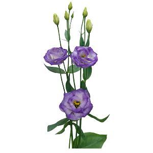 эустома Лизанн Блу Флеш фото в интернет-магазине Флоранж