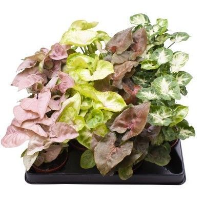 Сингониум Микс 12/25 фото в интернет-магазине Флоранж