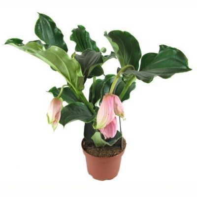 Мединилла Магнифика 17/50 фото в интернет-магазине Флоранж