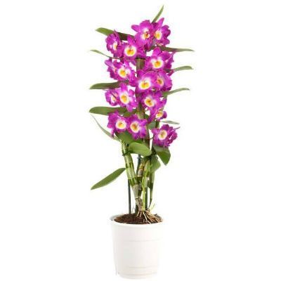 Дендробиум Нобиле Пурпл 12/60 фото в интернет-магазине Флоранж