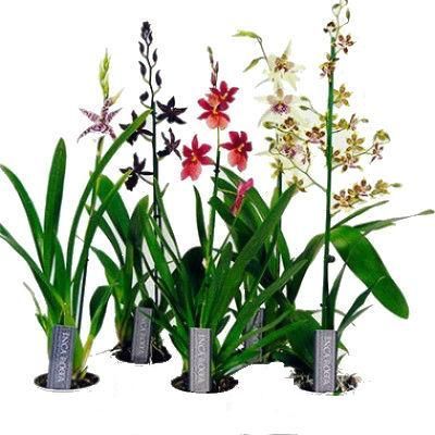 Орхидея Микс 12/30 фото в интернет-магазине Флоранж