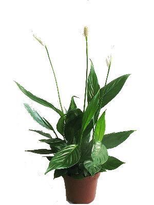 Спатифиллюм Беллини 13/40 фото в интернет-магазине Флоранж