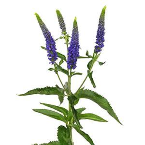 вероника Смарт Диана фото в интернет-магазине Флоранж