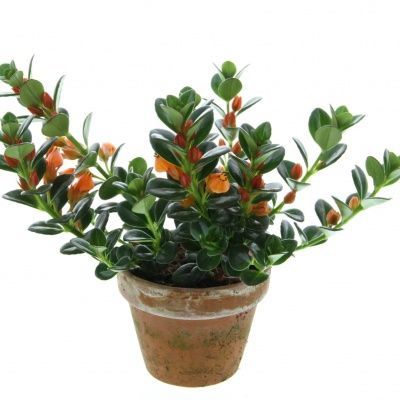 Нематантус 12/20 фото в интернет-магазине Флоранж