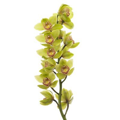 цимбидиум Мелисса фото в интернет-магазине Флоранж