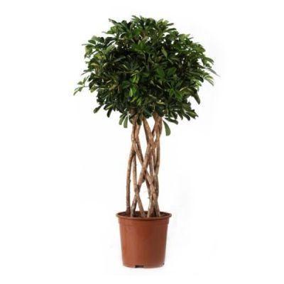 Шефлера Далтон пирамида 22/100