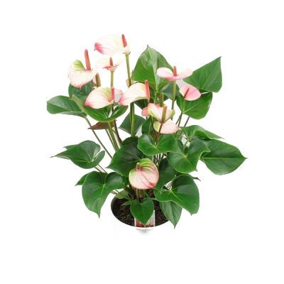 Антуриум Амалия Элеганс 21/90