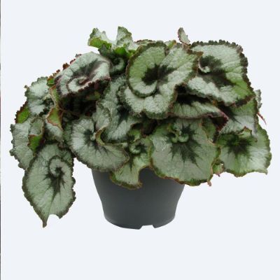 Бегония Эскаргот 13/30 фото в интернет-магазине Флоранж