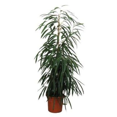 Фикус Алии 27/130