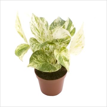 Эпипремнум Марбл Куин 15/45 фото в интернет-магазине Флоранж