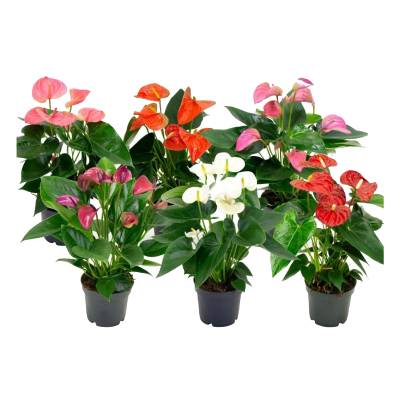 Антуриум андр. Микс 17/60 Акция фото в интернет-магазине Флоранж