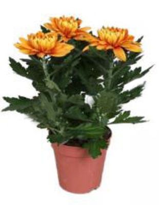 Хризантема Зембла Оранж 13/35 фото в интернет-магазине Флоранж