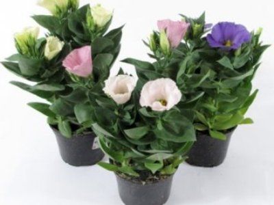 Эустома микс 12/25 фото в интернет-магазине Флоранж